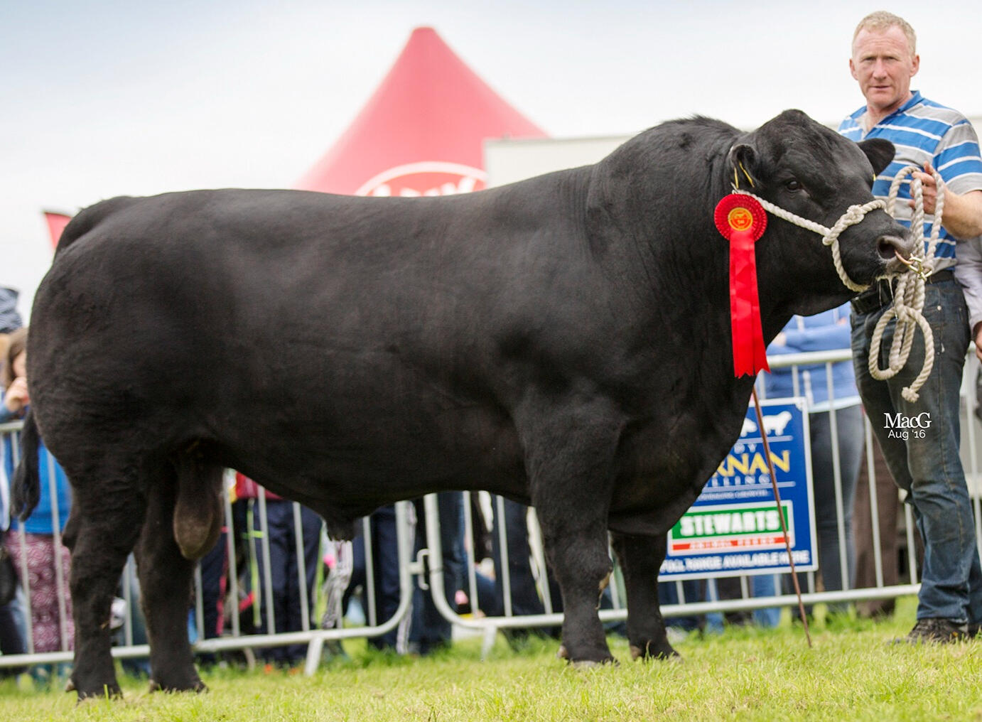 Liss Marty, great Aberdeen Angus bull The best Angus bulls and heifers for sale